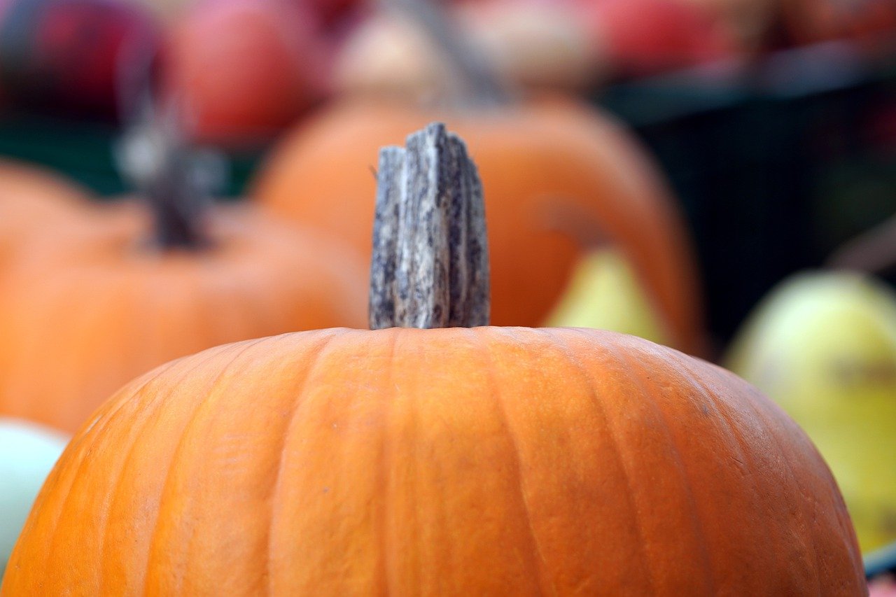 How to Grow a Pumpkin Patch for Halloween